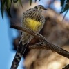 Lalocnatka tasmanska - Anthochaera paradoxa - Yellow Wattlebird 2878